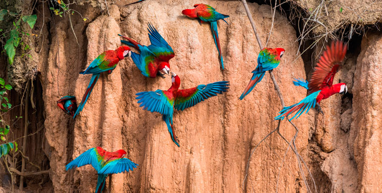 collpa de guacamayos